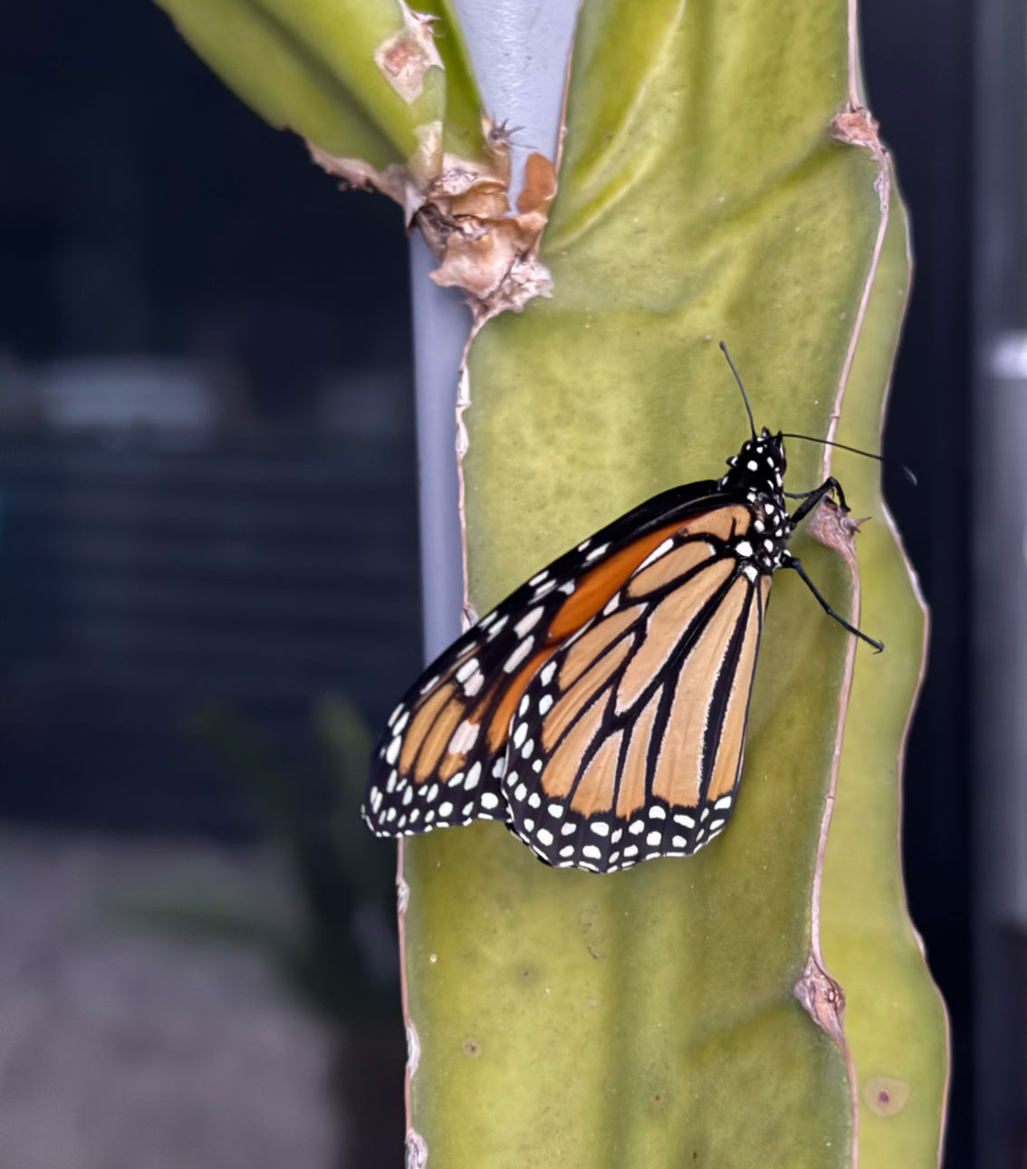 Monarch butterfly resting on a cactus